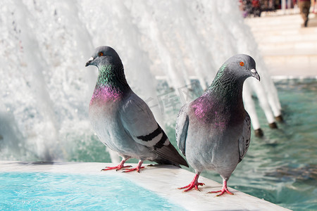 和平的白鸽摄影照片_喷泉旁的孤独鸟生活在城市环境中