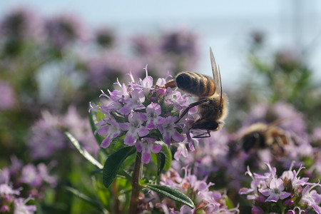 蜜蜂吮吸花蜜并从百里香花中采集花粉。