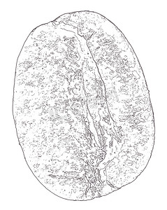 线描线摄影照片_咖啡豆线描