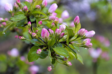 雨滴中开着粉红色花朵的梨枝