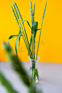 窗台上有谷物植物草特写的透明花瓶。
