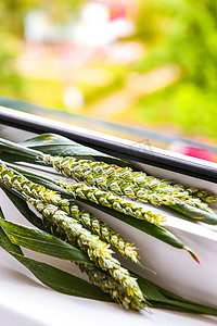 谷类植物摄影照片_窗台上的谷类植物草特写。