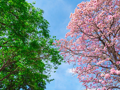 粉红色喇叭树的花朵与绿叶树在蓝天背景