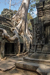 古代丛林摄影照片_塔普伦寺，柬埔寨丛林