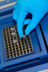 研究科学家将试管放入实时 PCR 机中