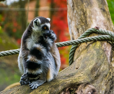 环尾狐猴的特写，来自马达加斯加的热带濒危猴种