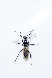 观察蚂蚁摄影照片_孤立在白色背景上的黑色木匠蚂蚁