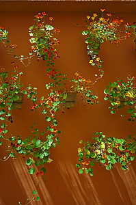 马拉喀什花园中种植的金莲花的墙壁展示