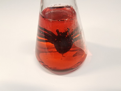 桌上玻璃容器中红色液体中的黑蜘蛛