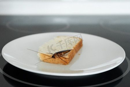 一只蟑螂坐在厨房盘子里的一片面包上。