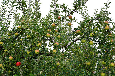 苹果 (Malus domestica)，在树上，在日本