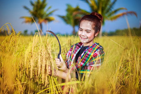女农用镰刀在田里收割水稻