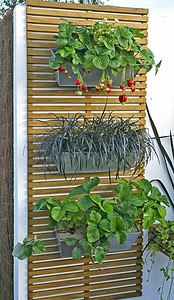 垂直花园中壁挂容器的展示