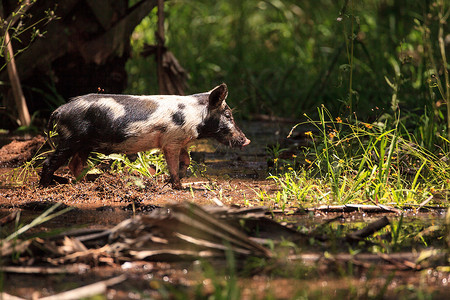 婴儿野猪也称为野猪或 Sus scrofa 饲料