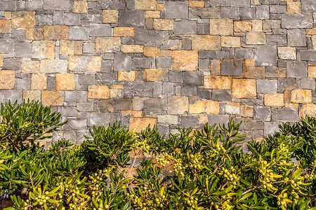 老石砖墙背景有植物的对此。