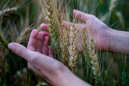 麦子特写摄影照片_成熟的麦子在农夫手中放在麦田里。