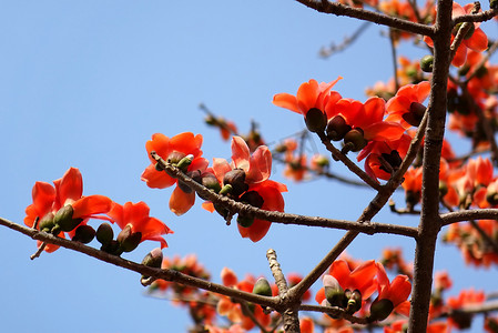 红棉树的花
