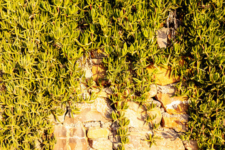 老石砖墙背景有植物的对此。