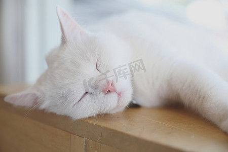 睡觉的猫咪摄影照片_白天睡觉的可爱猫咪