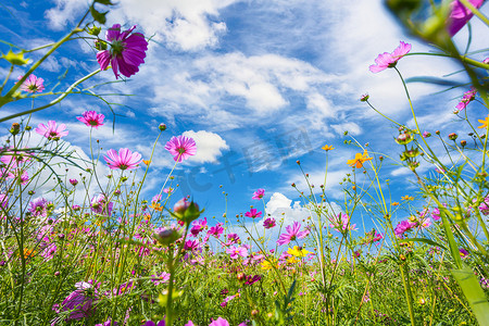 五颜六色的波斯菊在美丽的花园花朵中绽放，在山景山和夏天。