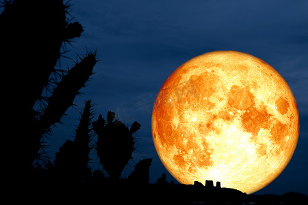沙漠中的超级满月背影仙人掌