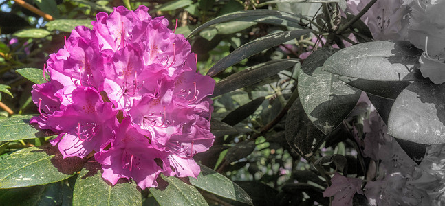 杜鹃花丛 (Rhododendron hypoglaucum) 的紫罗兰花特写