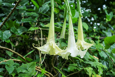 花天使摄影照片_非洲天使的喇叭是长的植物群有白色浅黄色