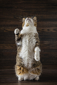 猫地板摄影照片_猫站起来