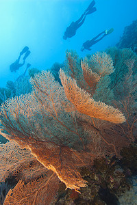 热带珊瑚礁上的柳珊瑚扇形珊瑚
