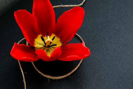 在黑暗的背景的红色郁金香与自然有机系的弓。