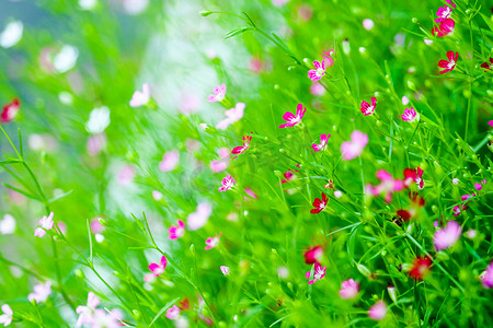 花园中五颜六色美丽的粉红色满天星精品花