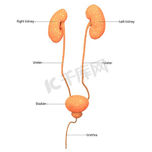 男性泌尿系统肾脏与膀胱用标签解剖前视图描述
