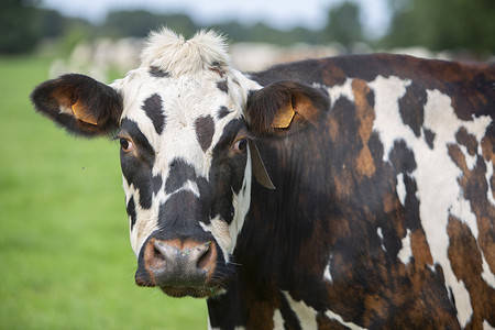 诺曼底赛牛在草地上的牛头