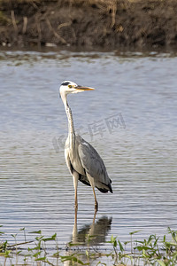 灰色苍鹭 (Ardea cinerea) 站在自然背景沼泽中的形象