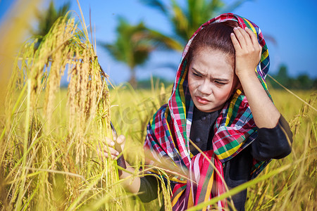 忧心忡忡的农民用镰刀在田里收割水稻