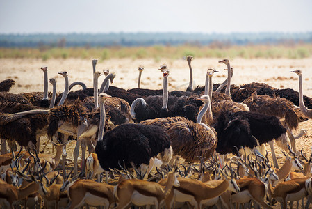 纳米比亚埃托沙国家公园水坑里的一群鸵鸟和羚羊