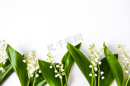 白色背景中的铃兰花，带有文本复制空间