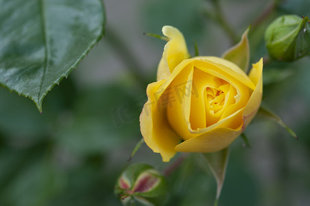 花园里的黄玫瑰花