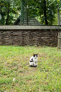 动漫鸡摄影照片_乡间别墅院子里的一只猫