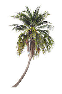 在白色隔绝的椰子树。