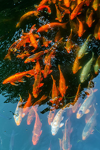 红色锦鲤卡通摄影照片_锦鲤或鲤鱼在水下池塘顶视图中游泳