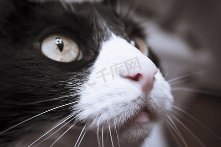 动物表情摄影照片_表情机警的黑白猫