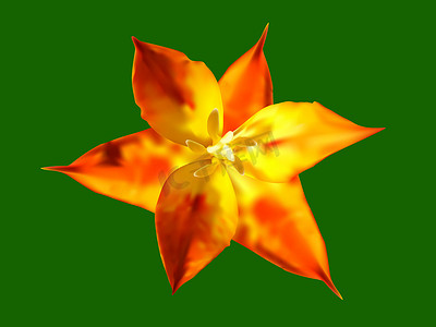 橙星郁金香花的插图