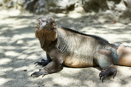 生活在多米尼加共和国蓬塔卡纳附近动物园的鬣蜥