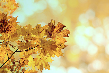 秋黄摄影照片_模糊背景中的秋黄枫叶