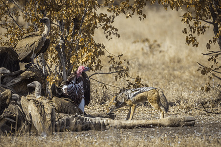 黑瓦红墙摄影照片_南非克鲁格国家公园的黑背豺、垂背秃鹰和黑背秃鹰