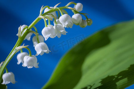 铃兰白百合，Convallaria majalis