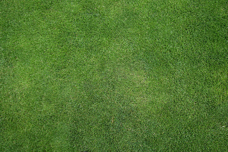 高尔夫球场和足球 fi 的绿草纹理或背景