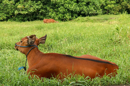 棕牛躺在长着高草的绿色田野里。