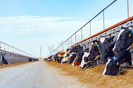 挤奶摄影照片_在室外牛棚里挤奶的奶牛吃干草